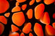 Close-up Look between Spines Wall Decal