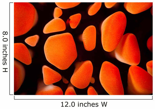 Close-up Look between Spines Wall Decal