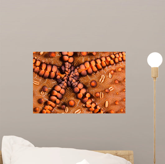 Close-up Underside Panamic Cushion Wall Decal