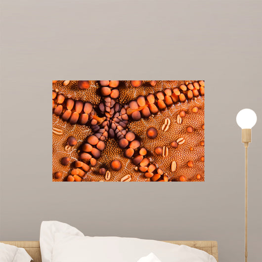 Close-up Underside Panamic Cushion Wall Decal