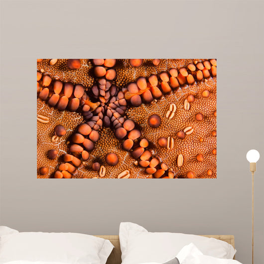 Close-up Underside Panamic Cushion Wall Decal