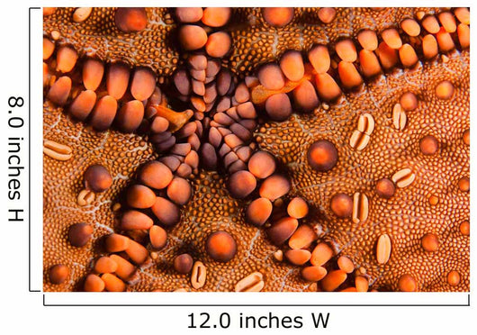 Close-up Underside Panamic Cushion Wall Decal