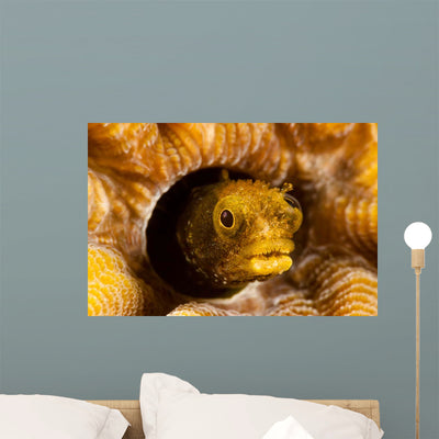Spinyhead Blenny Hard Coral Wall Decal Design 1 shown on a wall