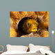 Spinyhead Blenny Hard Coral Wall Decal Design 1