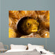 Spinyhead Blenny Hard Coral Wall Decal Design 1