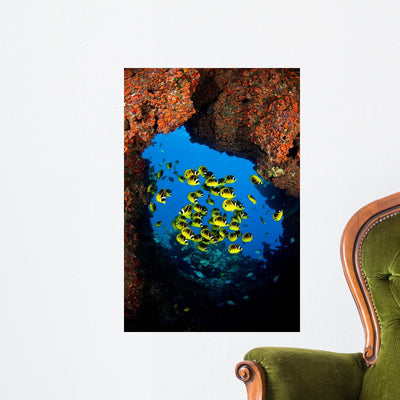 Schooling Raccoon Butterflyfish Lava Wall Decal shown on a wall