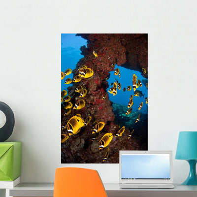 Schooling Raccoon Butterflyfish off Wall Decal Design 2 shown on a wall