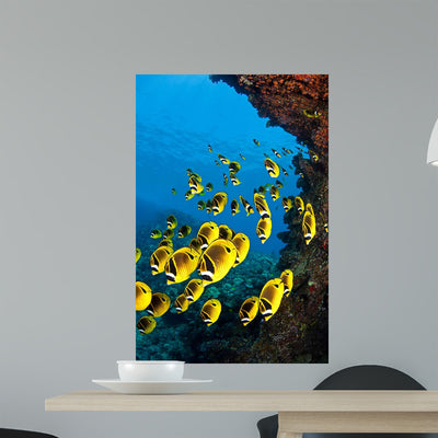 Schooling Raccoon Butterflyfish off Wall Decal Design 1 shown on a wall