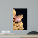 Blackside Hawkfish Resting Coral Wall Decal