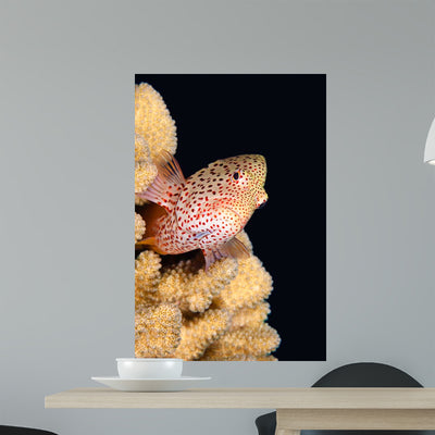 Blackside Hawkfish Resting Coral Wall Decal shown on a wall