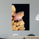 Blackside Hawkfish Resting Coral Wall Decal