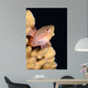 Blackside Hawkfish Resting Coral Wall Decal