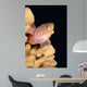 Blackside Hawkfish Resting Coral Wall Decal