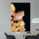 Blackside Hawkfish Resting Coral Wall Decal