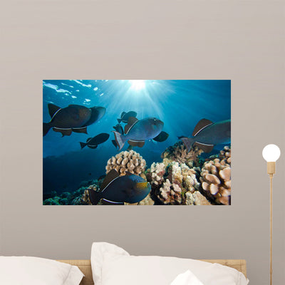 School Black Triggerfish Swimming Wall Decal shown on a wall
