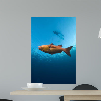 Free diver with Speared Mangrove Wall Decal shown on a wall