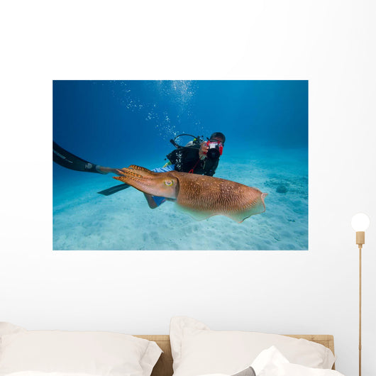 Diver Photographing Common Cuttlefish Wall Decal