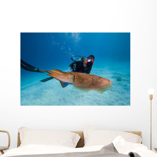 Diver Photographing Common Cuttlefish Wall Decal