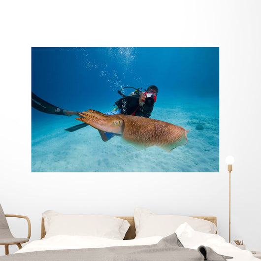 Diver Photographing Common Cuttlefish Wall Decal