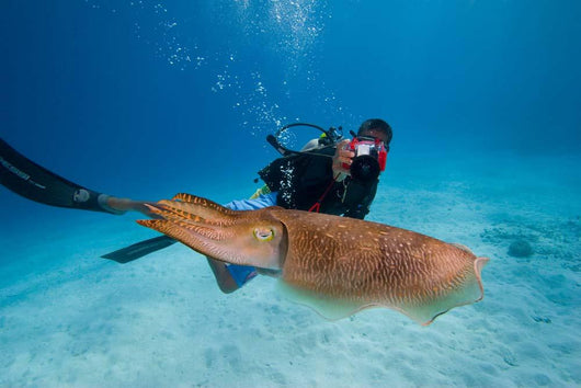 Diver Photographing Common Cuttlefish Wall Decal