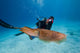 Diver Photographing Common Cuttlefish Wall Decal