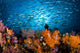 Schooling Fusiliers and Alcyonaria Wall Decal