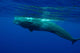 Large Sperm Whale Swimming Wall Decal