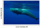Large Sperm Whale Swimming Wall Decal