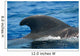 Look Dorsal Fin Adult Wall Decal