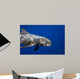 Pygmy Killer Whale Hawaii Wall Decal