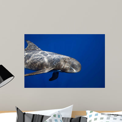 Pygmy Killer Whale Hawaii Wall Decal shown on a wall