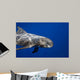 Pygmy Killer Whale Hawaii Wall Decal