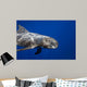 Pygmy Killer Whale Hawaii Wall Decal