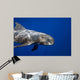 Pygmy Killer Whale Hawaii Wall Decal