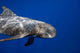 Pygmy Killer Whale Hawaii Wall Decal