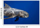 Pygmy Killer Whale Hawaii Wall Decal