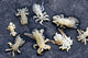 Whale Lice Found Gray Wall Decal