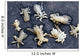 Whale Lice Found Gray Wall Decal