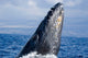 Breaching Humpback Whale Megaptera Wall Decal Design 2