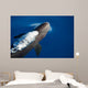 False Killer Whale Exhales Wall Decal
