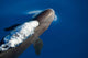 False Killer Whale Exhales Wall Decal