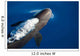 False Killer Whale Exhales Wall Decal