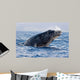 Breaching Humpback Whale Megaptera Wall Decal Design 1