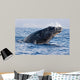 Breaching Humpback Whale Megaptera Wall Decal Design 1