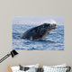 Breaching Humpback Whale Megaptera Wall Decal Design 1