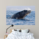 Breaching Humpback Whale Megaptera Wall Decal Design 1