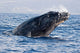 Breaching Humpback Whale Megaptera Wall Decal Design 1