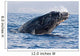 Breaching Humpback Whale Megaptera Wall Decal Design 1