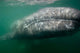Underwater Photo Calif Gray Wall Decal Design 2