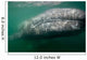 Underwater Photo Calif Gray Wall Decal Design 2